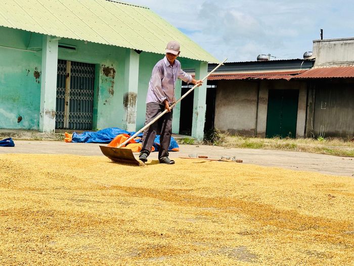 Nông dân Hàm Liêm và niềm vui được mùa lúa