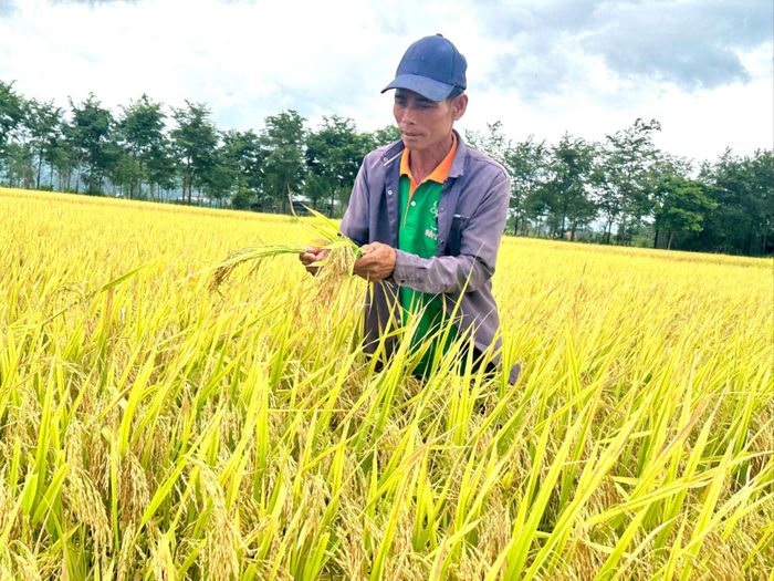 Ông Phan Chí Thanh và ruộng lúa mô hình