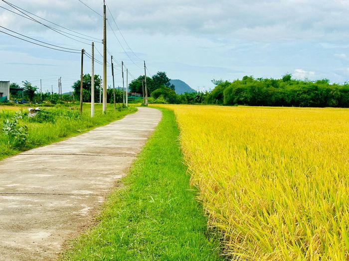 Cánh đồng lúa theo mô hình xanh, sạch tại Hàm Thuận Bắc