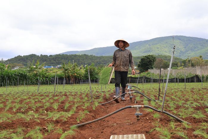 Người dân mong muốn giao thông nông thôn vùng chuyên canh sẽ được quan tâm, đầu tư