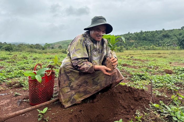 Anh Điểu Phát đã dần biết kỹ thuật chọn giống, chăm sóc cây trồng nên thường xuyên thay thế các loại cây giống không đạt chất lượng khi trồng