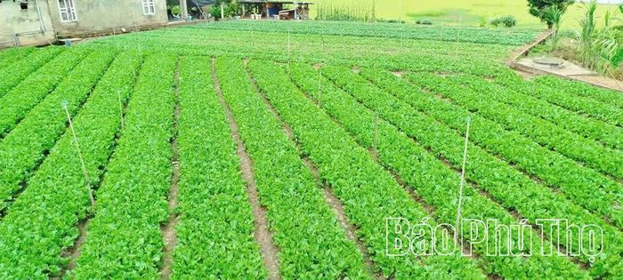 Nhiều hộ trong HTX đã đầu tư hệ thống tưới tự động nhằm tiết kiệm chi phí sản xuất.