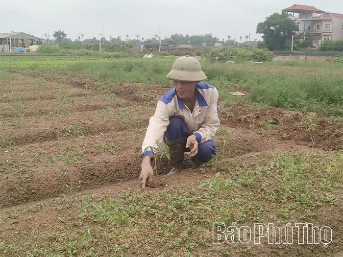Thành viên HTX trồng vụ rau mới.