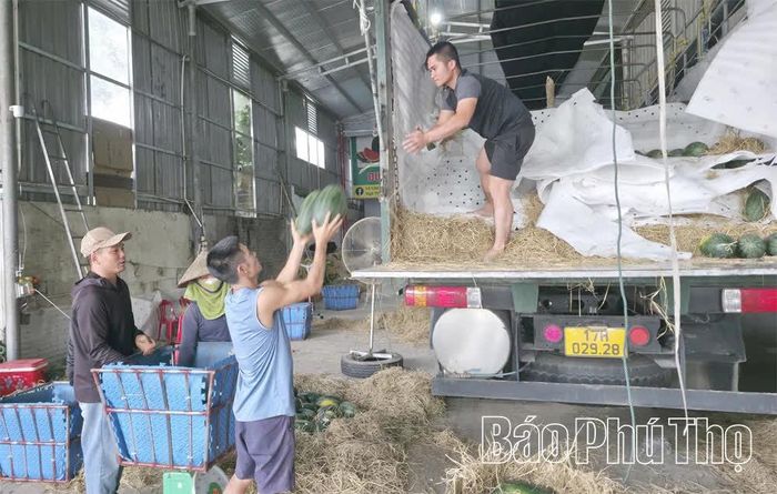 Nhờ lợi thế giao thông, xã trở thành đầu mối trung chuyển dưa hấu từ miền Nam tỏa đi các tỉnh miền Bắc.
