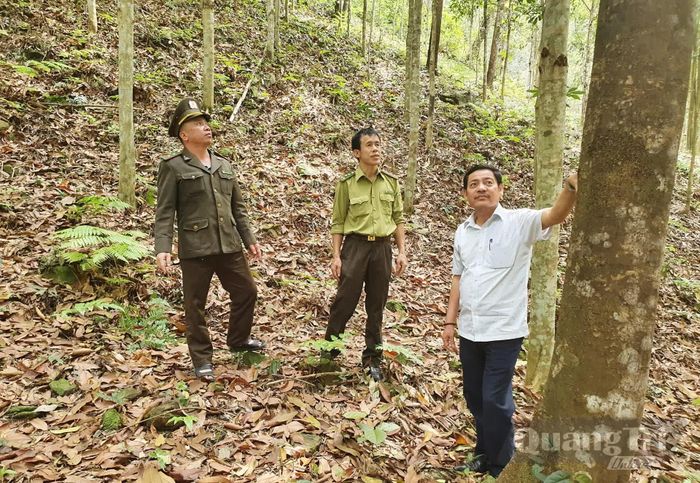 Rừng cây bản địa hàng chục ha của một hộ dân xã Tuyên Lâm - Ảnh: X.V