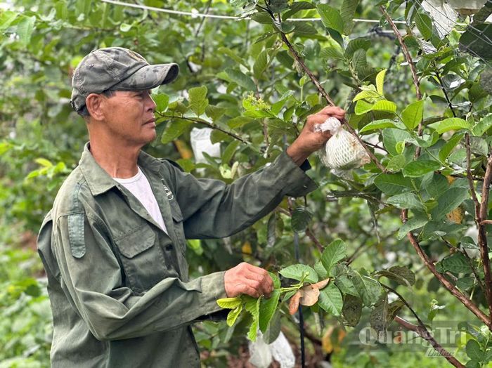 Nhiều mô hình nông nghiệp đã phát huy hiệu quả, mang lại thu nhập ổn định cho người dân xã Gio Linh - Ảnh: P.K
