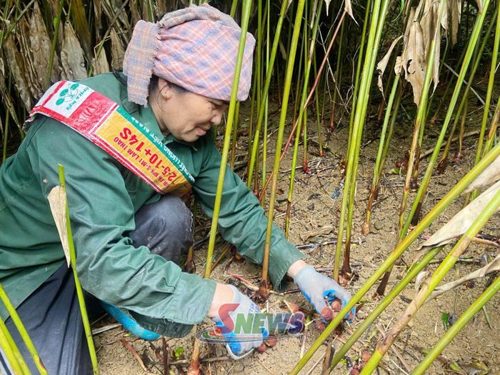 Nông dân xã Mường Bang thu hoạch sa nhân tím.