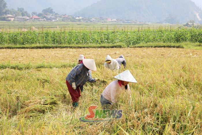 Nông dân xã Ngọc Chiến thu hoạch lúa nếp tan.