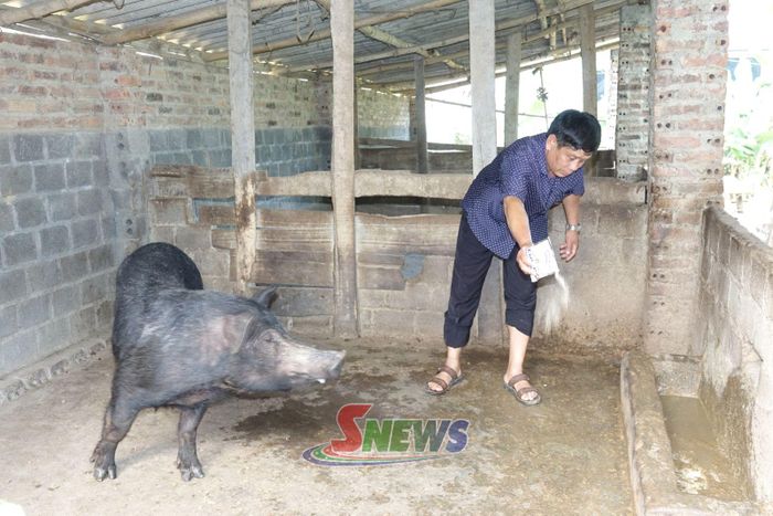 Người dân xã Thuận Châu sử dụng chế phẩm vi sinh xử lý chất thải tại chuồng nuôi lợn, góp phần giảm mùi hôi và bảo vệ môi trường chăn nuôi.