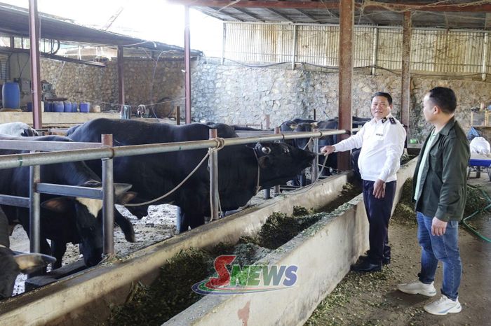 Cán bộ Chi cục Chăn nuôi, Thú y và Thủy sản tỉnh, hướng dẫn hộ chăn nuôi xã Chiềng Mai thực hiện các biện pháp xử lý chất thải, bảo vệ môi trường.
