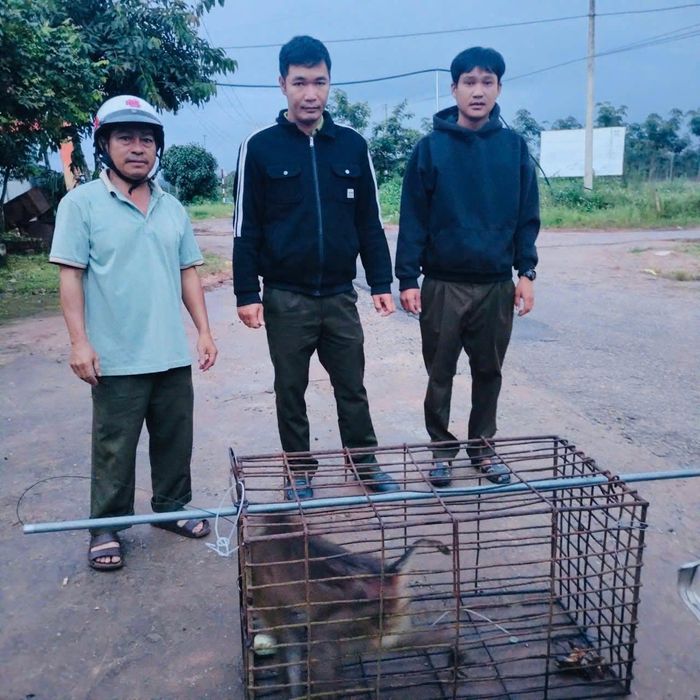 Lực lượng chức năng và chính quyền địa phương đã nhanh chóng vây bắt khỉ hoang, đảm bảo an toàn cho người dân.
