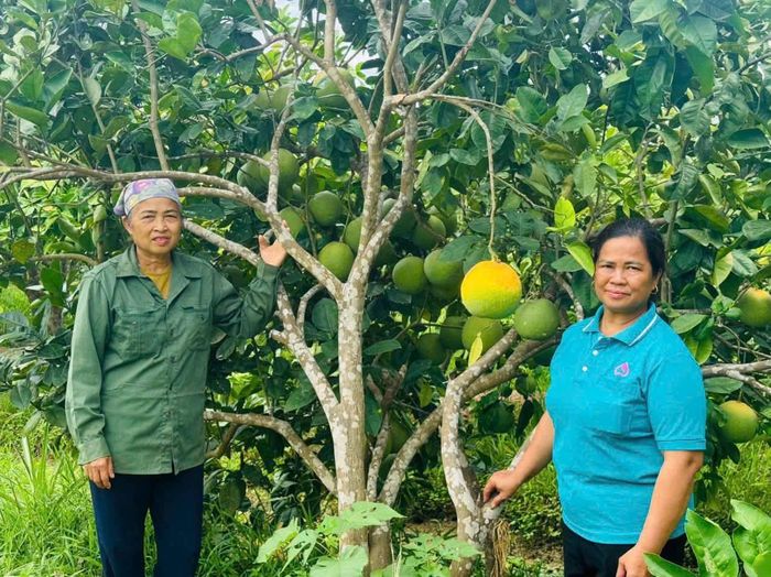 Bà Lê Thị Toàn (bên trái) tại vườn bưởi trĩu quả cho thu nhập cao, một trong những nguồn thu chính của mô hình.