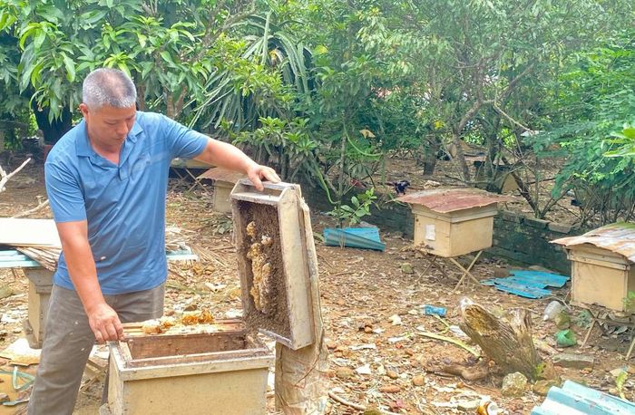 Ông Bế Văn Thuỵ, xóm Nà Vạc, xã Trường Hà, nuôi 45 đàn ong lấy mật, mang lại nguồn thu trên 70 triệu đồng/năm.