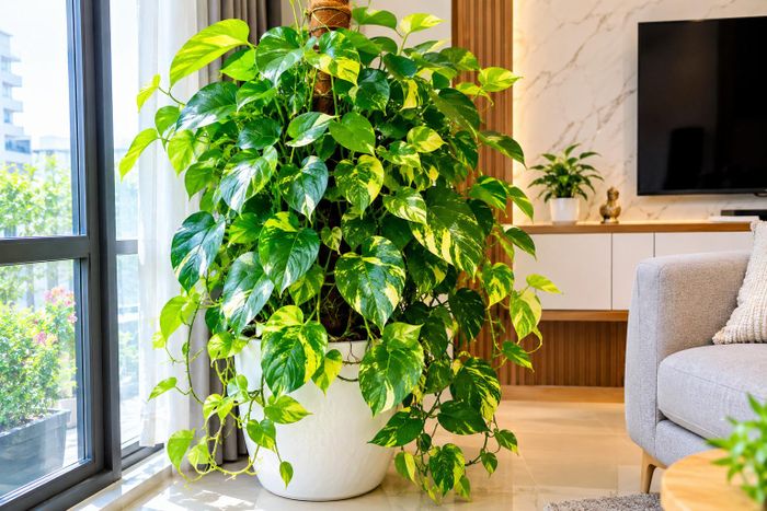 Tưới nước vừa đủ, tránh để cây bị úng. Ảnh minh họa.