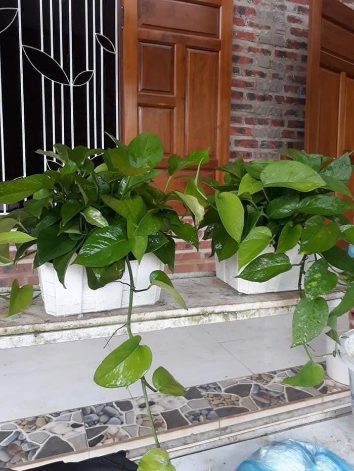 Kiểm tra mặt lá để phát hiện sâu bệnh sớm. Ảnh minh họa.