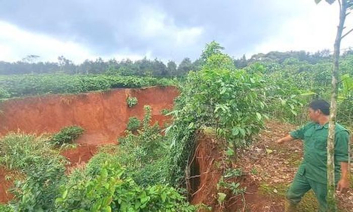 Nhiều nông dân vừa mất đất, vừa mất cây cà phê đang cho quả.