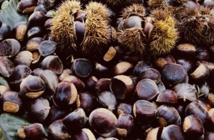  Sản phẩm hạt dẻ của gia đình ông Hoàng Văn Đồng, xóm Co Sầu 4, xã Trùng Khánh có hương vị thơm ngon được nhiều người tiêu dùng biết đến. Ảnh Quốc Sơn 