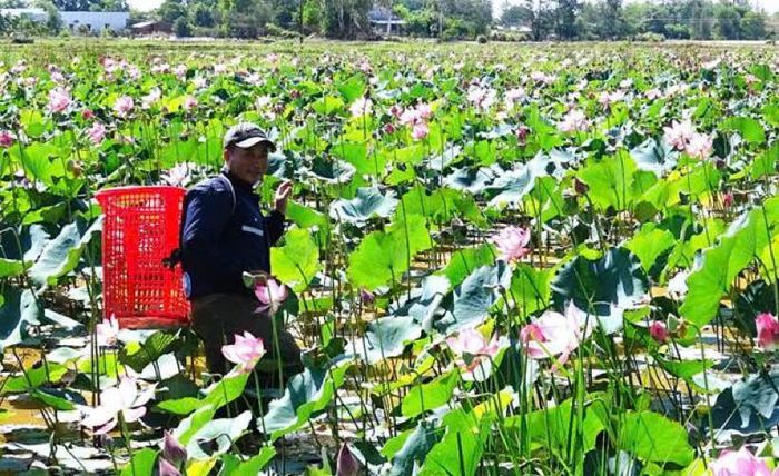 Những vùng đất trũng khó canh tác được người dân tận dụng để phát triển mô hình trồng sen. (Ảnh: Cổng TTĐT xã Thăng Bình)