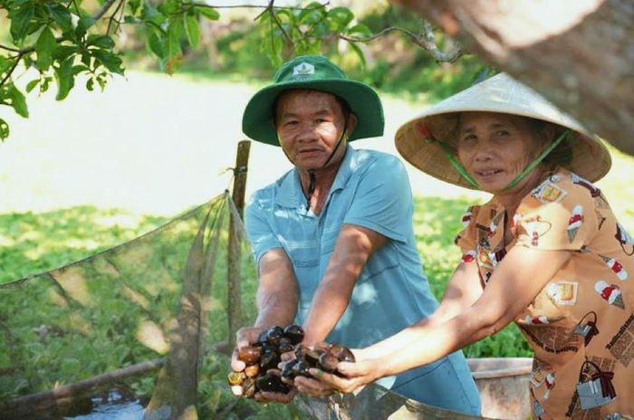 Mô hình nuôi ốc bươu đen trên diện tích ao hồ sẵn có giúp người dân tăng thêm thu nhập. (Ảnh: Cổng TTĐT xã Thăng Bình)