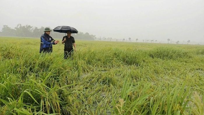 Mưa kéo dài có thể gây ảnh hưởng đối với sản xuất nông nghiệp