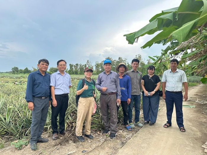 Nhóm dự án cùng đại diện địa phương và nông hộ tại vùng sản xuất dứa ở xã Phương Bình, thành phố Cần Thơ.