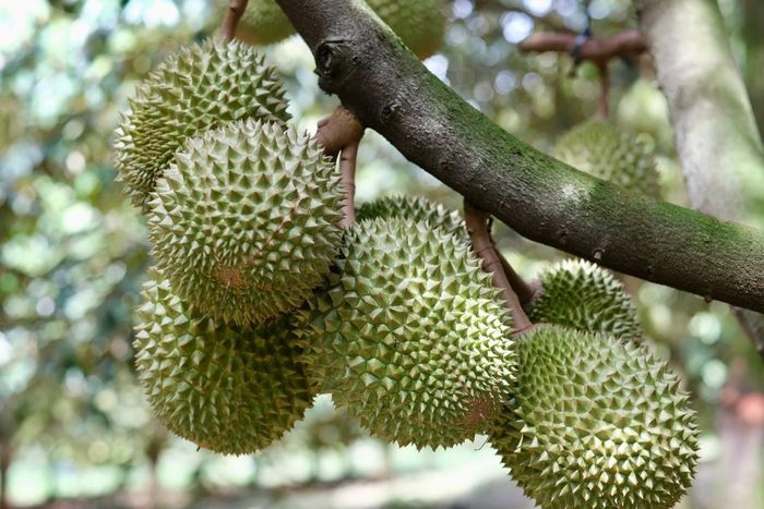 Để tạo ra sầu riêng chất lượng cao, người trồng phải kiểm soát nhiều công đoạn từ chăm sóc cây, xử lý ra hoa đến nuôi trái và thu hoạch.