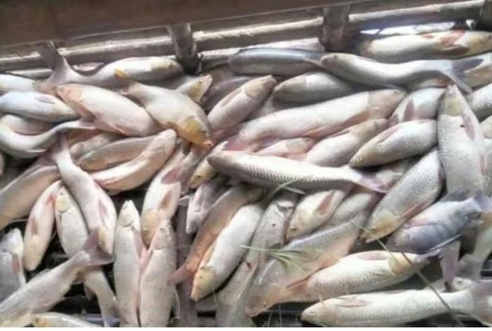 Cá chết do mực nước đột ngột giảm. Ảnh: CTV.