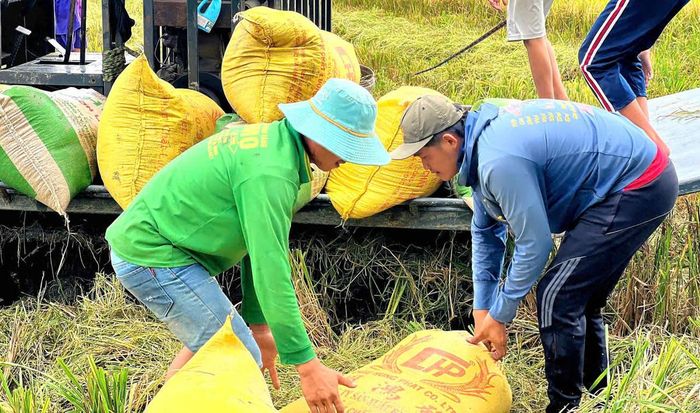 Giá lúa đang thấp khiến nông dân chật vật. Ảnh: Nguyên Du