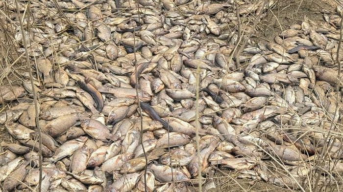 Cá chết đang trong quá trình phân hủy, bốc mùi hôi tanh nồng nặc