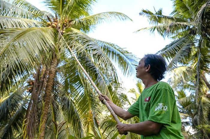 Nhà máy chế biến dừa Á Châu đồng hành cùng người nông dân góp phần phát triển vùng nguyên liệu dừa hữu cơ tại Vĩnh Long