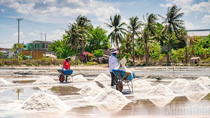Không gian cánh đồng muối tĩnh lặng, văng vẳng tiếng xẻng xúc. Chống lại cái nắng như thiêu đốt, diêm dân trong bộ đồ kín mít, nhịp nhàng đổ muối vào xe giữa những ụ muối trắng tinh, nổi bật trên nền nước trong veo phản chiếu bóng của các hàng cây và mây trời.