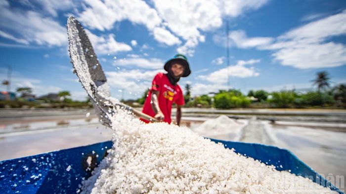  Theo người dân địa phương, muối vùng này không thu hoạch theo mùa mà hầu như có thể quanh năm, tập trung vào thời điểm từ tháng 12 năm trước đến tháng 8 năm sau, cao điểm là tháng 7 và tháng 8 khi thời tiết﻿ nắng nóng đỉnh điểm. 