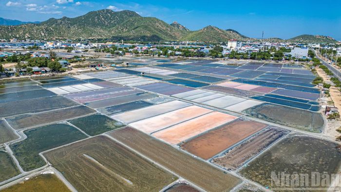 Cánh đồng muối nằm giữa khu dân cư trước kia là vùng ngoại ô thành phố Phan Rang-Tháp Chàm (cũ).