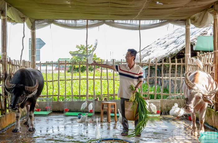 Hay những chú trâu biết chào khách, kết hợp cùng đàn cò trắng biểu diễn ngay trên lưng, khiến du khách không khỏi trầm trồ thích thú.