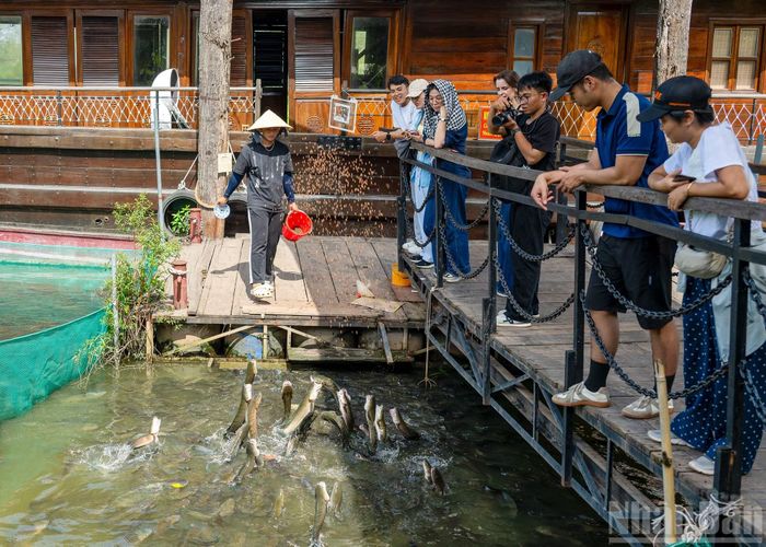Du khách trải nghiệm trình diễn cá lóc “bay” tại nhà vườn Thành Tâm. Để cá có thể biểu diễn, chủ vườn đã áp dụng theo phương pháp của nhà khoa học Nga Ivan Paplov, tạo phản xạ có điều kiện với âm thanh, bằng cách chia nhỏ thức ăn hằng ngày, mỗi lần cho ăn là dùng kẻng gõ.