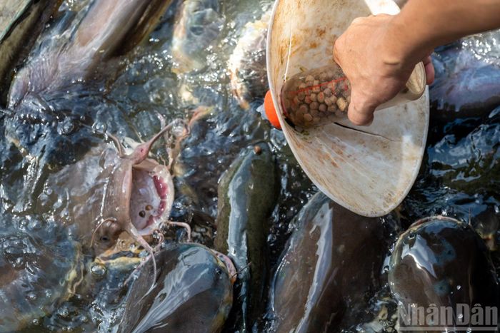 Du khách tận tay cho cá trê "bú bình", khi cá há miệng đớp thức ăn trong bình rơi ra.