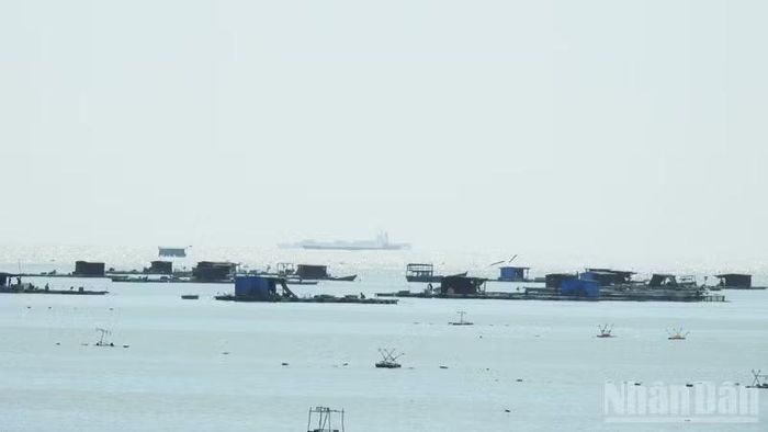 Nông dân phường Đông Hải nuôi tôm hùm thương phẩm tại khu vực C1, C2 thuộc vùng biển phía nam tỉnh Khánh Hòa. (Ảnh: NGUYỄN TRUNG)