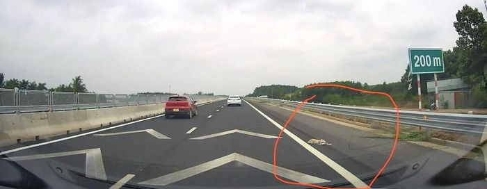 Vật nuôi đi vào cao tốc Biên Hòa - Vũng Tàu gây mất an toàn giao thông. Ảnh: Tài xế cung cấp