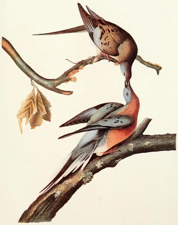 Ảnh: birdsoftheworld