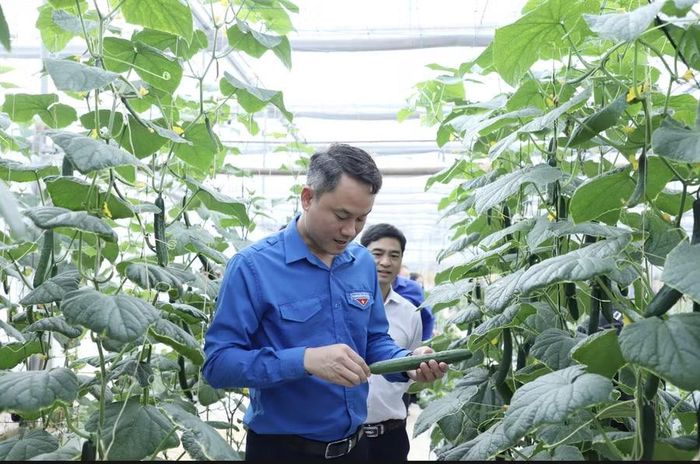 Anh Nguyễn Kim Quy, Bí thư Trung ương Đoàn, Phó Chủ tịch Thường trực Hội LHTN Việt Nam tham quan mô hình phát triển kinh tế của thanh niên.
