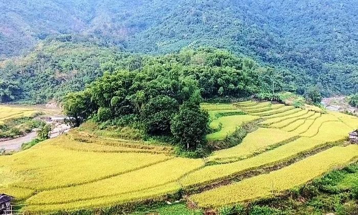 Cánh đồng lúa nếp Cay Nọi ở xã Quang Chiểu đem lại nguồn giá trị thu nhập cao cho người dân.