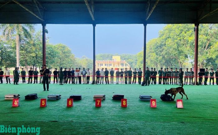 Một trong những nội dung trình diễn của quân khuyển Biên phòng là phát hiện ma túy giấu trong hành lý qua nguồn hơi. Ảnh: Duy Khiêm