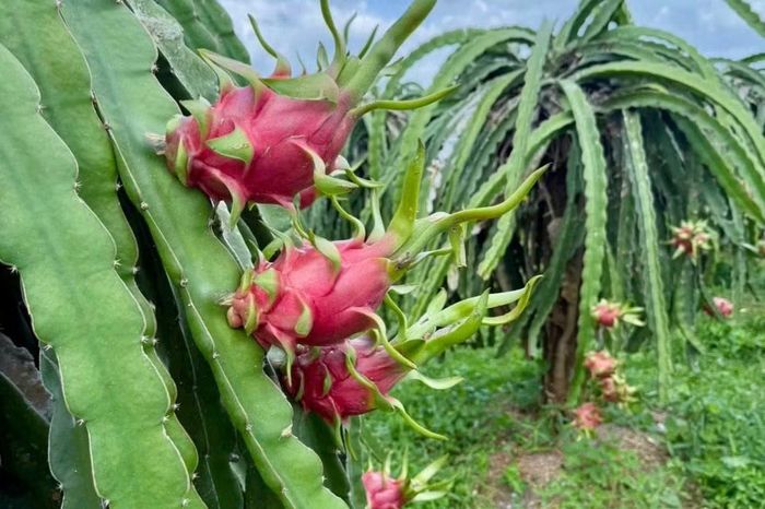 Giá thanh long lao dốc, nhà vườn chỉ còn "lời tiền công".