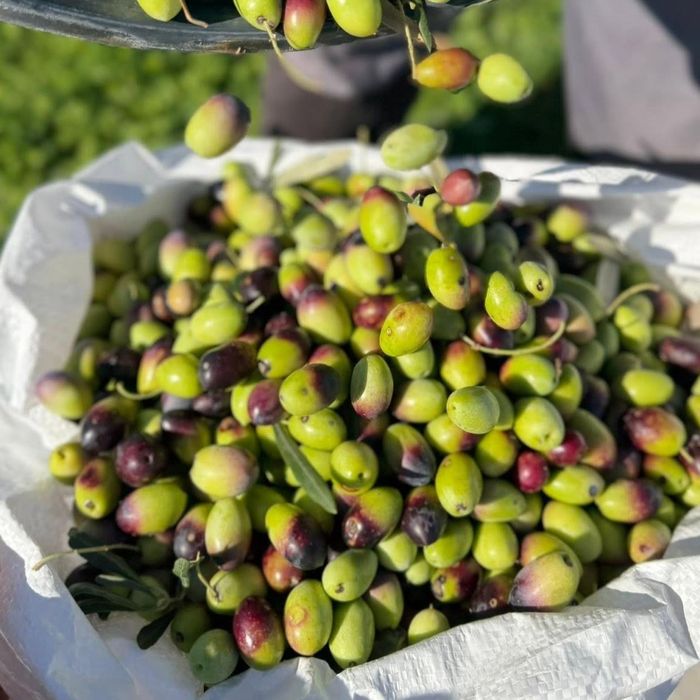 Gia đình chị tự thu hoạch oliu