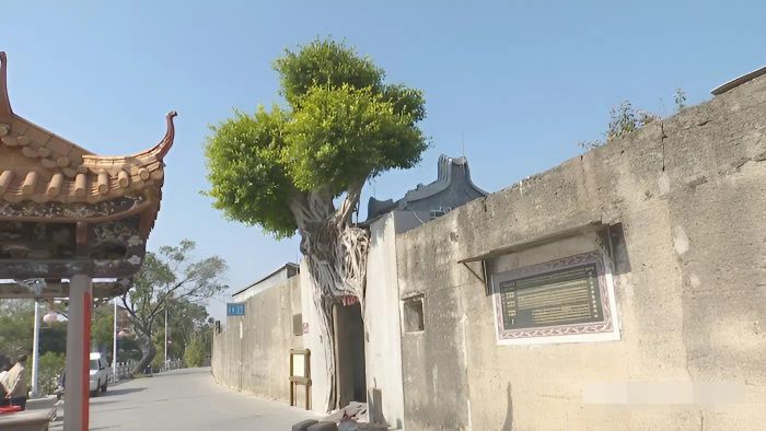 Cây cổ thụ và chiếc cổng như hòa làm một. Ảnh: Sina