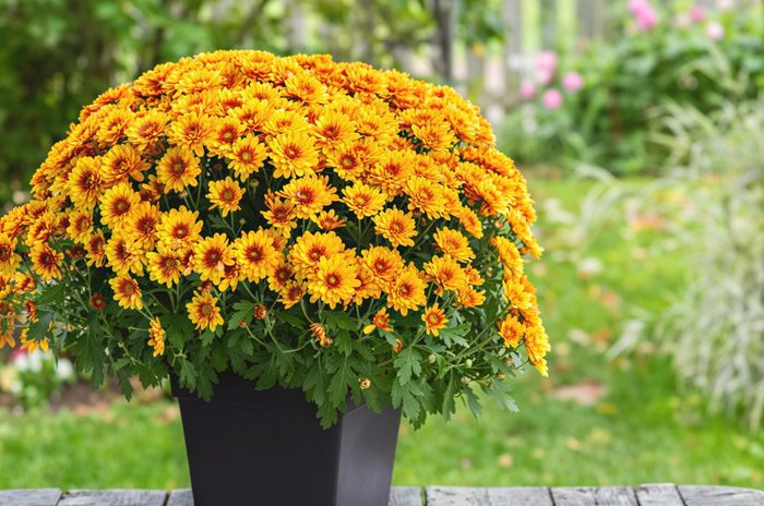 Cây hoa cúc vàng với sắc vàng tươi thắm - loài hoa của sự trường thọ và may mắn trong văn hóa Á Đông.