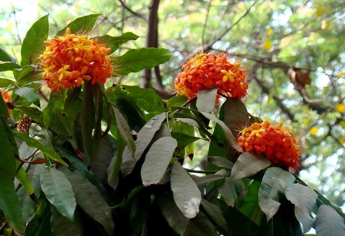 Cây vàng anh với những chùm hoa vàng rực như đốm lửa, là loài cây đặc trưng của mùa thu.