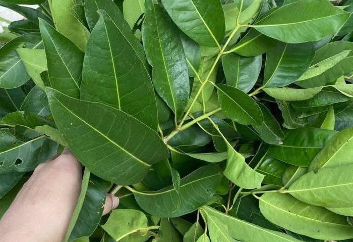 Uống nước lá vối đem lại nhiều lợi ích. Ảnh: Hoa Linh.