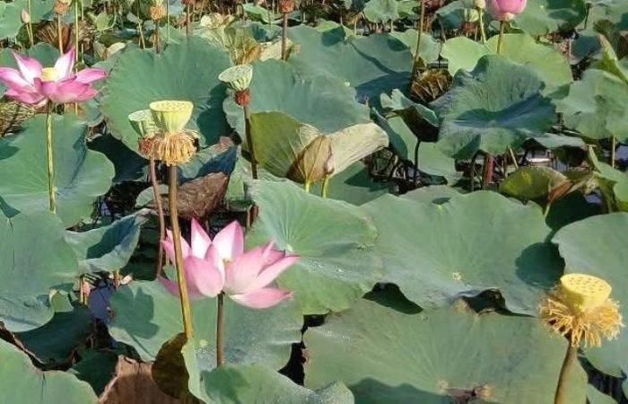 Lá sen hỗ trợ giải nhiệt, hạ huyết áp. Ảnh: Hoa Linh.
