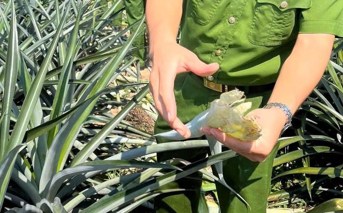 Thủ phạm gây ra vụ việc được xác định là đàn lợn rừng